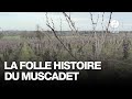 Ref:hCJr2-t57Y4 La folle histoire du muscadet