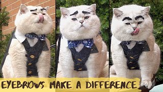 British Shorthair cat Apollo with fake eyebrows and his life philosophy