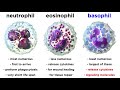 Types of Immune Cells Part 2: Myeloid and Lymphoid Lineages