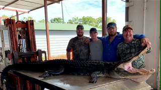 11-Foot Alligator Bites our Boat After Swallowing the Hook Mid-air!