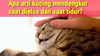 Arti kucing mendengkur saat dielus by MeongLy 4,076 views 2 years ago 8 minutes, 5 seconds