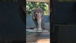 #shorts Kateel temple,Mangalore