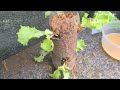 How to grow lettuce in small pots to quickly harvest