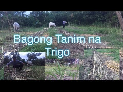Video: Paano Tumubo Ng Trigo Para Sa Pagkain