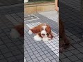 #paws #dogs #cute #animals #puppy