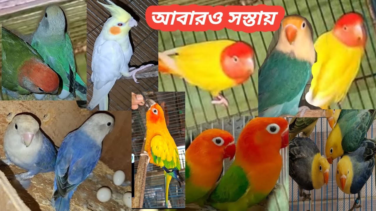 আবারও সস্তায় 100% ডিম বাচ্চা গ্যারান্টি সহ। লাভ বার্ড। বাজরিগার। ককাটেল ।ঘুঘু। কিং কোয়েল