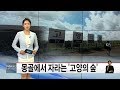 몽골에서 자라는 '고양의 숲'(서울경기케이블TV뉴스)