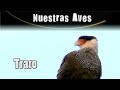 TRARO - Serie Nuestras Aves