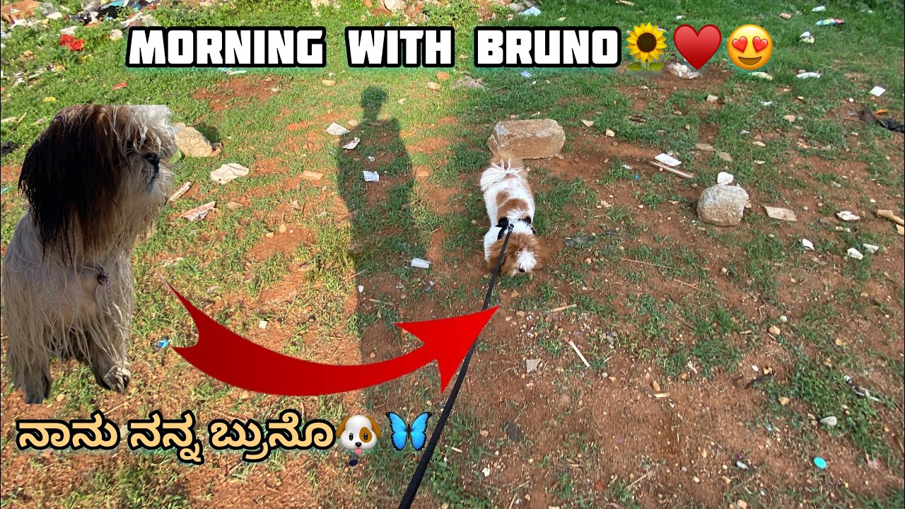 Morning with Bruno in Kannada 🌻⚡️
