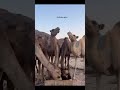 فيديو381 قصيدة بالمهرية كلمات وأداء الشاعر محمد علي عجيف كده بومختار فيديو381 قصيدة بالمهرية كلمات وأداء الشاعر محمد علي عجيف كده بومختار