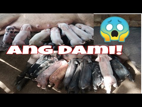 daming anak ng aking alagang baboy😱 ||Mhemee Vlog