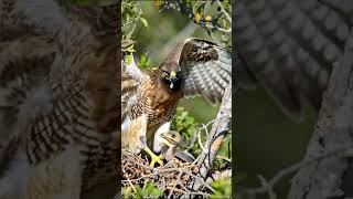 Download Lagu Burung predator memberi makan anaknya di sarang #birdsfeedingbabyinnest MP3