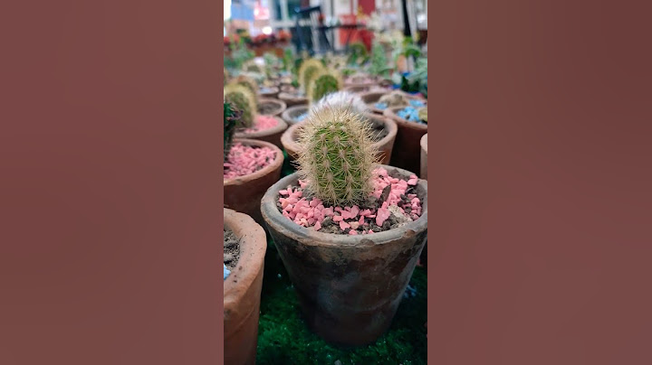 ¿Te gustan los CACTUS🌵? Entonces no dejes de ver este video #shorts #cactus