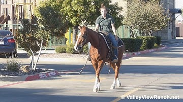 Rockin N Playin - riding in town! - ValleyViewRanch.net