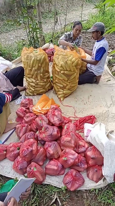 Bonteng Lepet