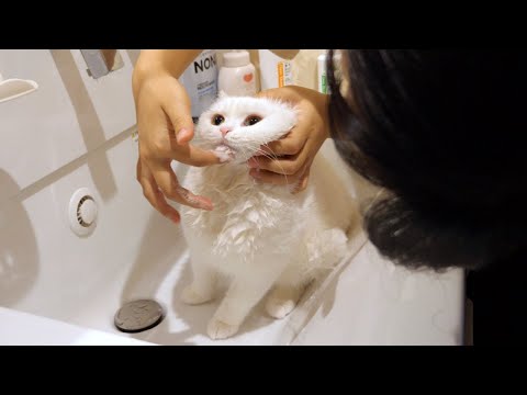 猫ニキビ対策で獣医さん直伝のアゴ洗いをしてみた！