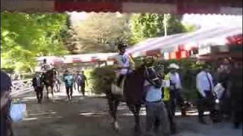 travers day 2013, saratoga springs, travers stakes field enters track