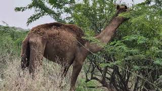 A Young Camel Is Munching On Tree Leaves Deep In The Jungle.