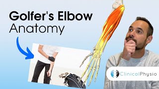 Golfer's Elbow Anatomy | Expert Physio Review