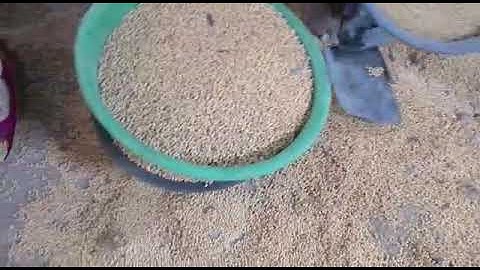 Soybean grading machine