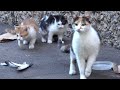 Calico cat and her 3 feral kittens