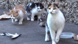 Calico cat and her 3 feral kittens