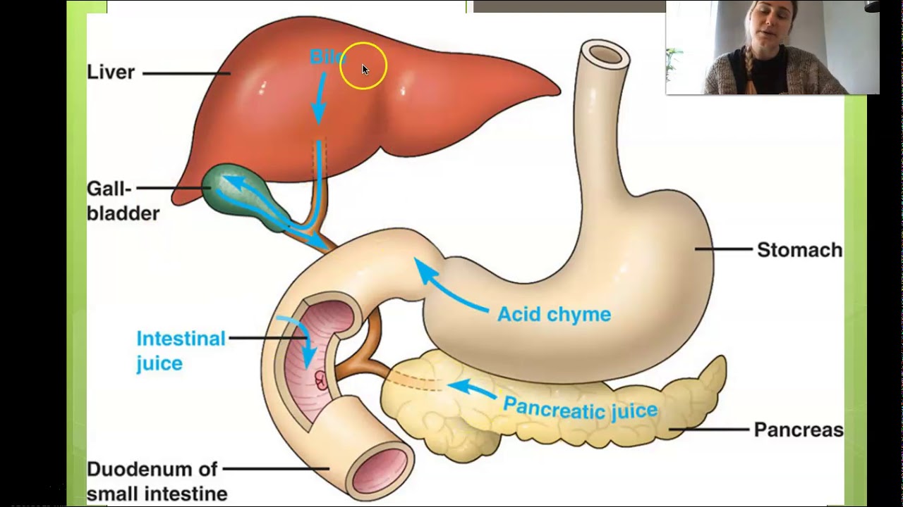 Digestion absorption and metabolism