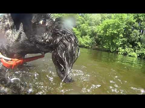 Video: Mbwa Wa Kerry Blue Terrier Anzaa Hypoallergenic, Afya Na Muda Wa Maisha