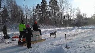 Alaskan Malamute Nera Weight Pull Finish record 2018.