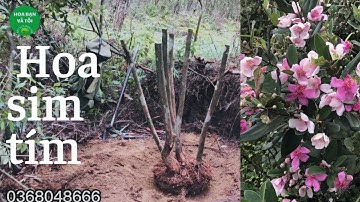 GL.Bụi sim rừng hoa tím 6 thân rễ tơ nhiều.Hoa bạn và tôi