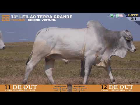 LOTE 031