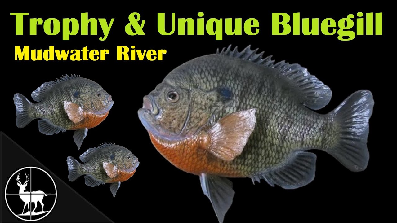 How To Catch Trophy & Unique Bluegill, Mudwater River