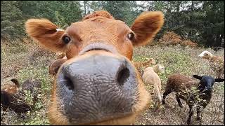 Grazing the forest with Cows, sheep and goats !