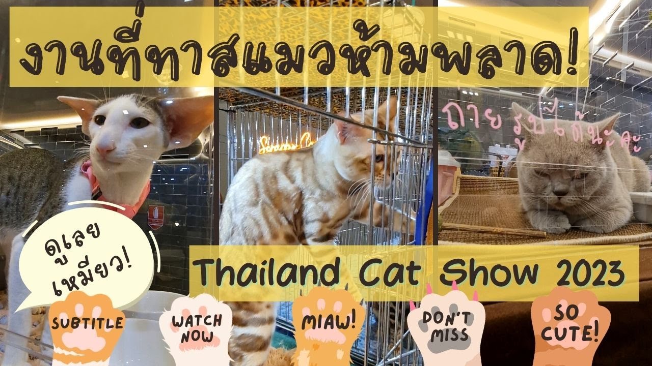 ทาสแมว อยู่เฉยไม่ได้แล้ว งาน Thailand Cat Show 2023 งานแมวสุดยิ่งใหญ่