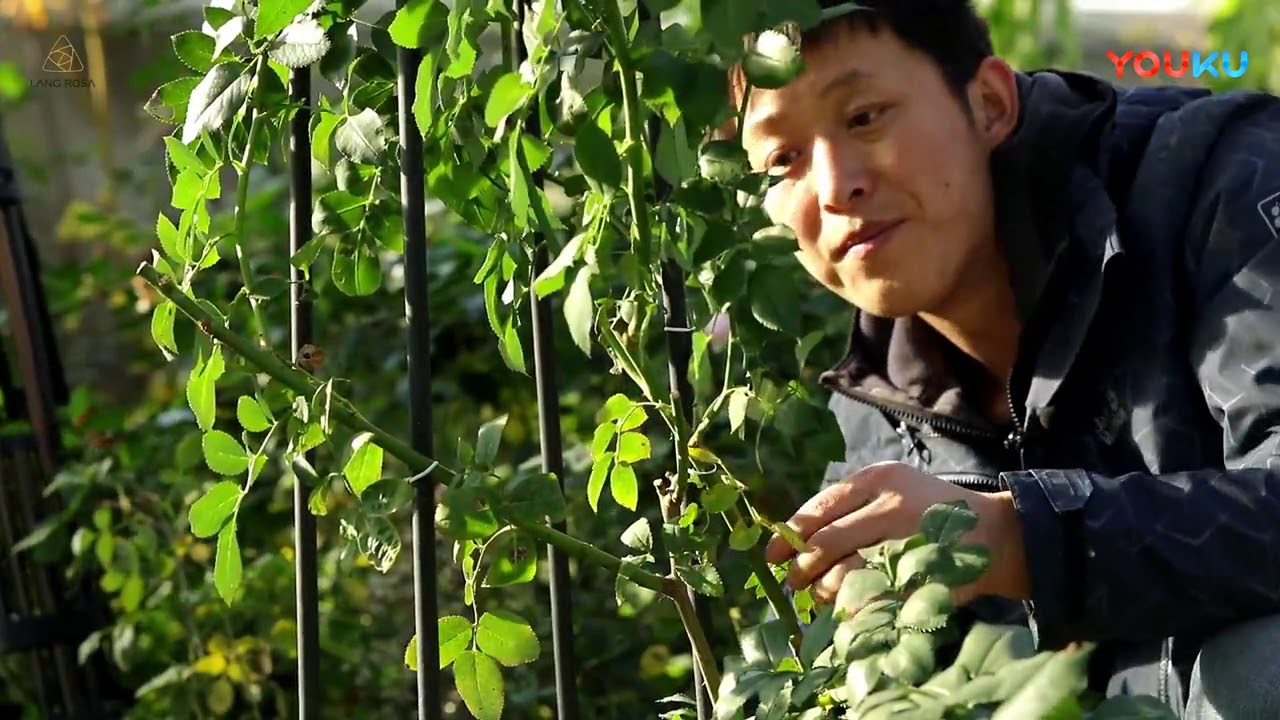 天狼说月季 造型 藤本月季的花柱绑扎 操作演示超清 Youtube