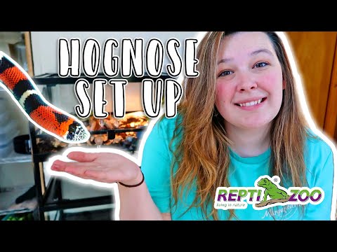 Tricolor Hognose Set Up // Reptizoo Stacking Reptile Enclosures