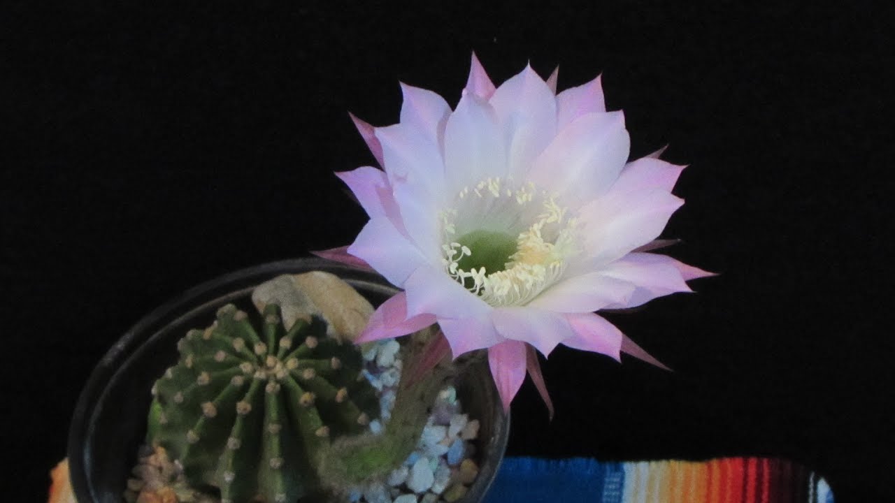 Flor de cactus - thptnganamst.edu.vn