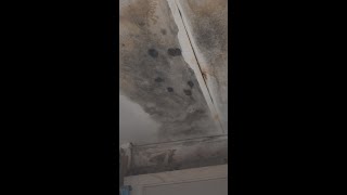 Is this black mold? 🕵️‍♂️ #Shorts