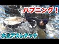 水上アスレチックでついに奴が落ちました、草生えた。