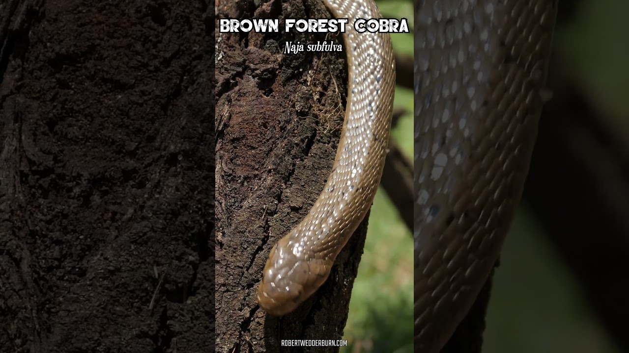 Brown Forest Cobra (Naja subfulva)