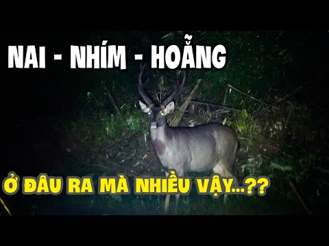 Video Quá trời Nai - Nhím - Hoẵng Trong Rừng Cấm | Khám Phá... - youtube