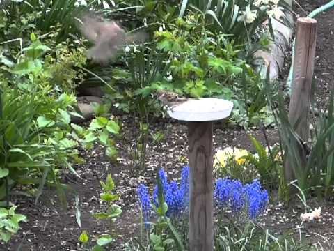 5 17スズメの餌台 カラス対策1 12 Youtube 5 17スズメの餌台 カラス対策1 12 Youtube
