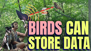 I Saved a PNG Image To A Bird