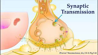 Synaptic Transmission (Purves' Neuroscience, 6/e, Ch. 5)**