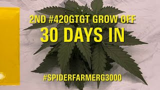 Day 30 2nd Annual #420gtgt Grow Off under the #spiderfarmerG3000 grow light
