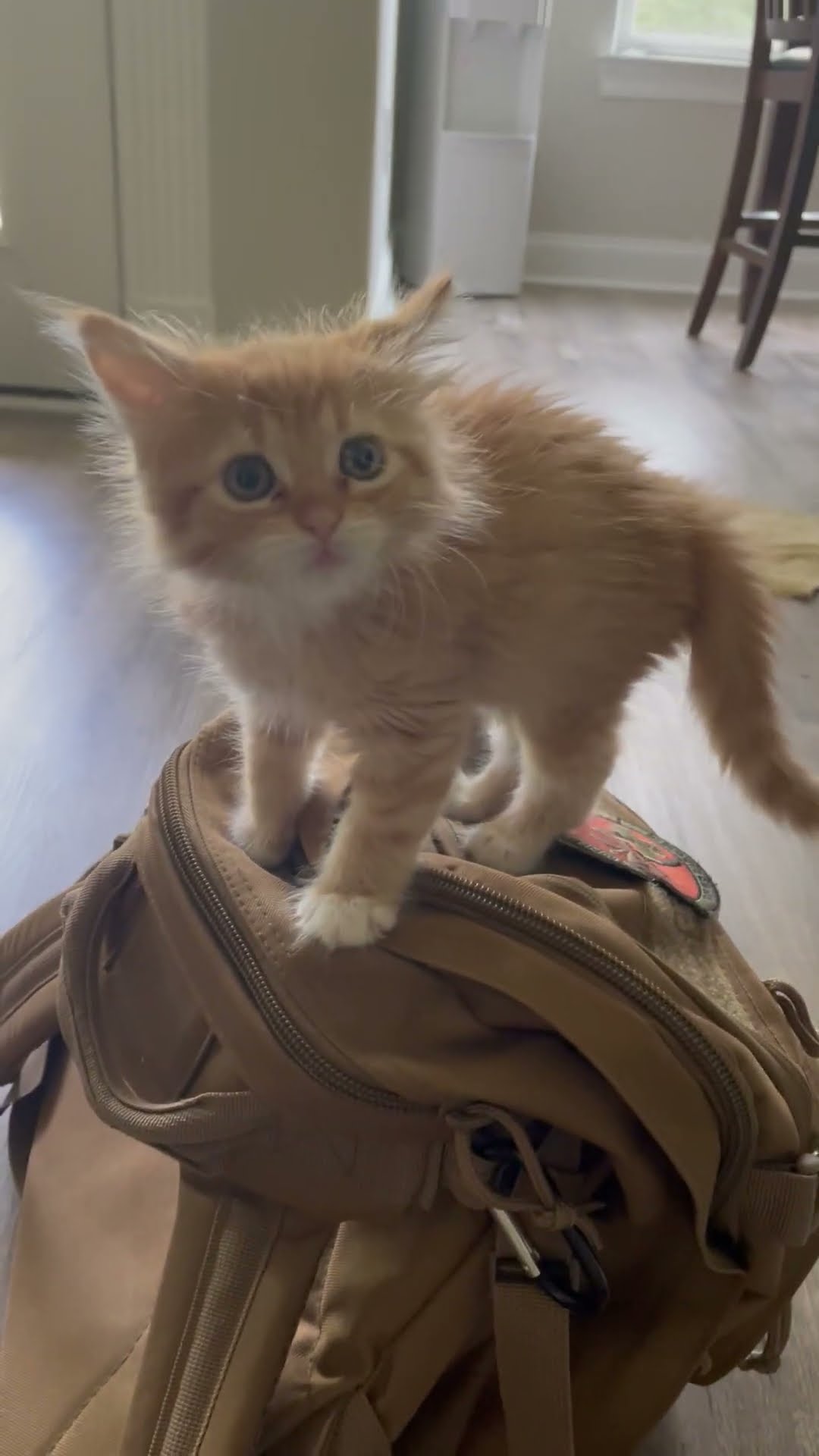 Orange Kitten Pounces While Perched On Backpack || ViralHog