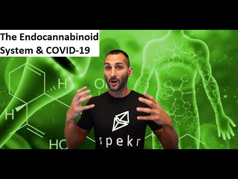 COVID-19, Phytocannabinoids, & The Endocannabinoid System - Amir Zendehnam @ Anarchovid 2021