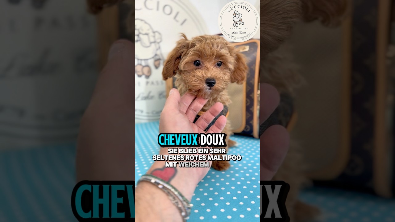 GINGER – fenotipo prevalente MALTIPOO TOY