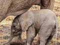 Elefantes mini documental Animales especiales
