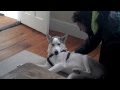 Blaze loves his kennel original husky says no to kennel  funny